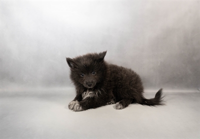 Pomeranian-DOG-Male-Blue-9988-Petland Fort Walton Beach, FL