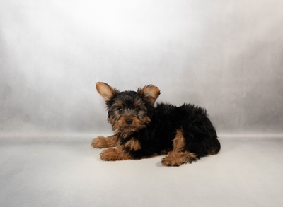 Yorkshire Terrier-DOG-Male-Black and Tan-9989-Petland Fort Walton Beach, FL