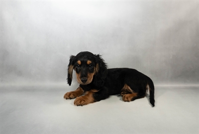 Dachshund-DOG-Male-Black and Tan-9990-Petland Fort Walton Beach, FL