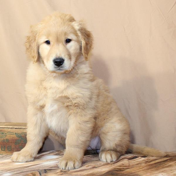Golden Retriever-DOG-Female-Golden-10002-Petland Fort Walton Beach, FL