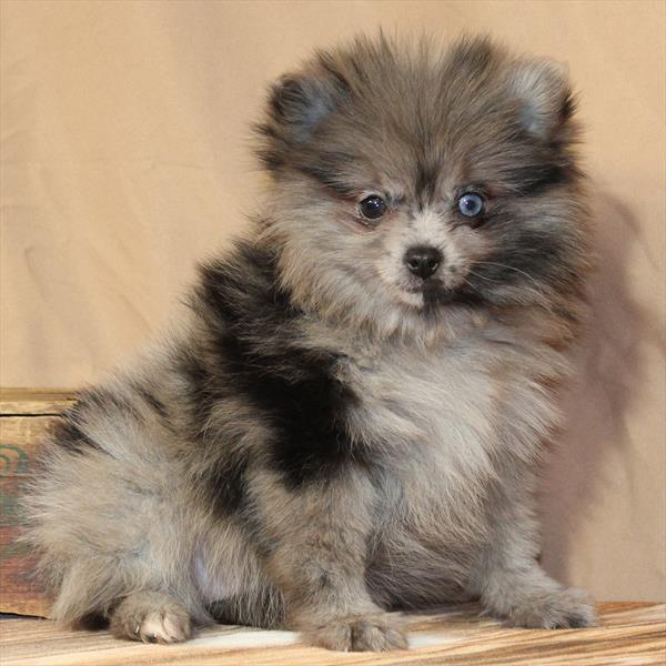 Pomeranian-DOG-Female-Blue Merle-10005-Petland Fort Walton Beach, FL