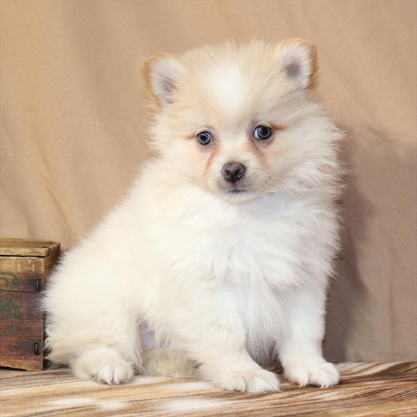 Pomeranian-DOG-Male-Cream-10006-Petland Fort Walton Beach, FL