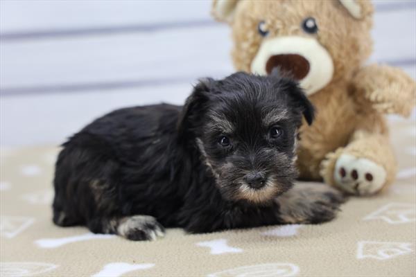 Miniature Schnauzer-DOG-Female-Black-10014-Petland Fort Walton Beach, FL