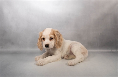 Cocker Spaniel-DOG-Female-Buff and White-10026-Petland Fort Walton Beach, FL