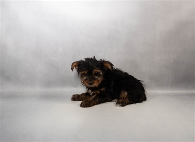 Yorkshire Terrier-DOG-Female-Black and Tan-10028-Petland Fort Walton Beach, FL