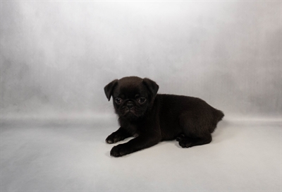 Pug-DOG-Female-Black-10029-Petland Fort Walton Beach, FL