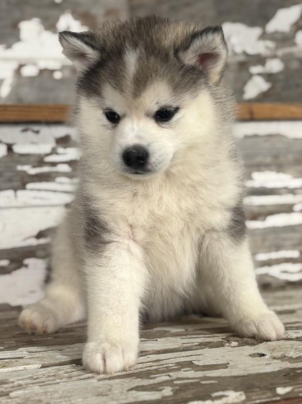 Pomsky-DOG-Female-Gray-10051-Petland Fort Walton Beach, FL