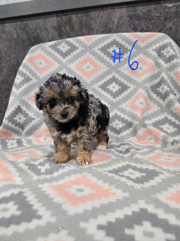 Mini Aussiedoodle-DOG-Female-Blue Merle-10050-Petland Fort Walton Beach, FL