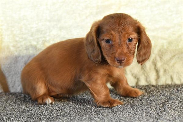 Dachshund-DOG-Male-Red-10052-Petland Fort Walton Beach, FL