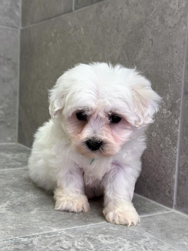 Bichon Frise-DOG-Male-White-10065-Petland Fort Walton Beach, FL