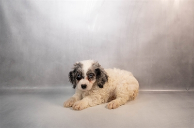 Cockapoo F1B-DOG-Male-Blue Roan-10069-Petland Fort Walton Beach, FL