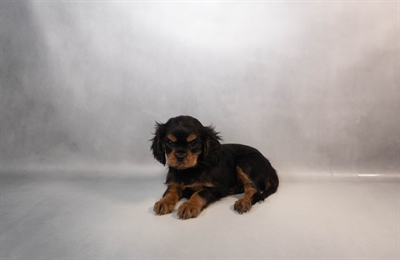 Cavalier King Charles Spaniel-DOG-Male-Black and Tan-10068-Petland Fort Walton Beach, FL