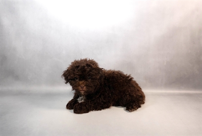 Shih Poo-DOG-Male-Brown-10070-Petland Fort Walton Beach, FL