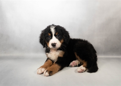 Bernese Mountain Dog-DOG-Female-Black Rust and White-10075-Petland Fort Walton Beach, FL