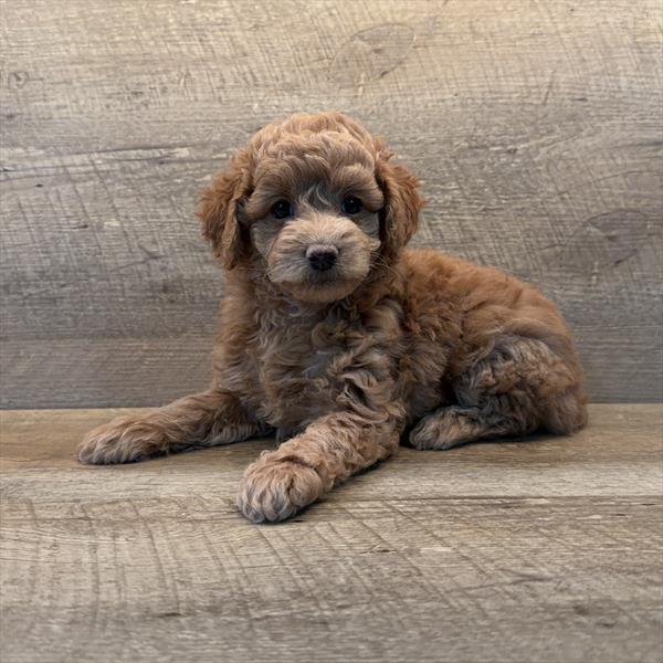 Poodle-DOG-Female-Red-10092-Petland Fort Walton Beach, FL