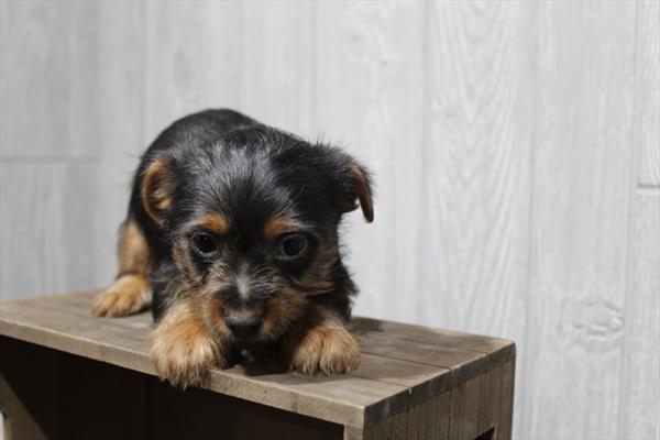 Silky Terrier-DOG-Male-Black / Tan-9770-Petland Fort Walton Beach, FL