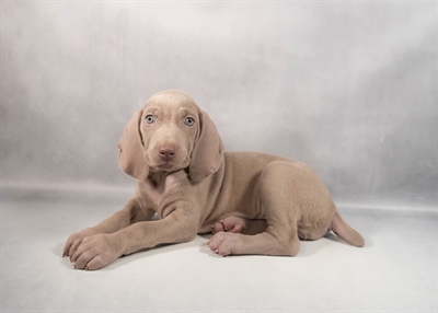 Weimaraner-DOG-Female-Silver Grey-9834-Petland Fort Walton Beach, FL