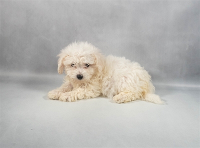 Bichon Frise-DOG-Female-White-9868-Petland Fort Walton Beach, FL