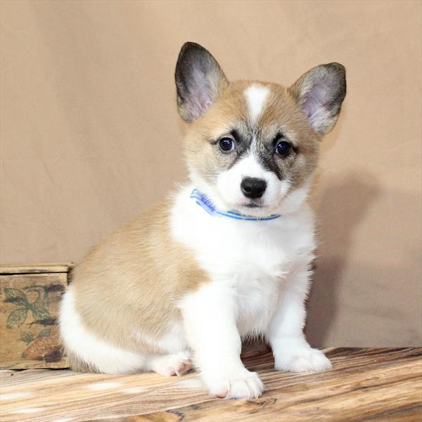Pembroke Welsh Corgi-DOG-Female-Red / White-9892-Petland Fort Walton Beach, FL