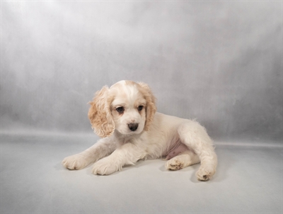 Cocker Spaniel-DOG-Male-Buff and White-9912-Petland Fort Walton Beach, FL
