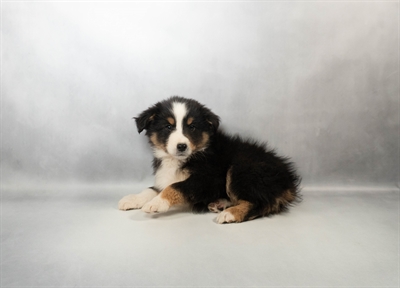 Miniature American Shepherd-DOG-Male-Black White and Tan-9987-Petland Fort Walton Beach, FL