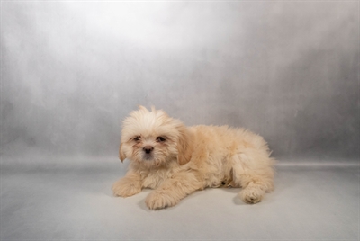 Lhasa Apso-DOG-Female-Cream-10027-Petland Fort Walton Beach, FL