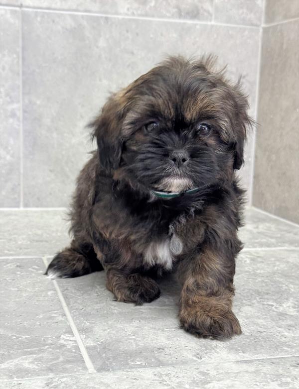 Shipoo-DOG-Female-Brindle-10067-Petland Fort Walton Beach, FL