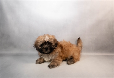 Shih Tzu-DOG-Female-Red-10073-Petland Fort Walton Beach, FL