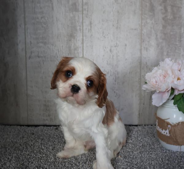 Cavalier King Charles Spaniel-DOG-Male-Blenheim-10094-Petland Fort Walton Beach, FL