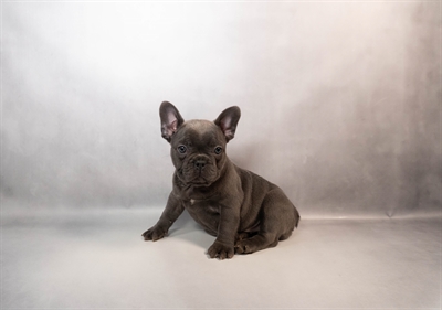 French Bulldog-DOG-Female-Blue-10109-Petland Fort Walton Beach, FL