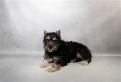 Miniature Schnauzer-DOG-Female-Black and Silver-10110-Petland Fort Walton Beach, FL
