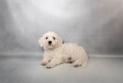 Bichon Frise-DOG-Female-White-10115-Petland Fort Walton Beach, FL