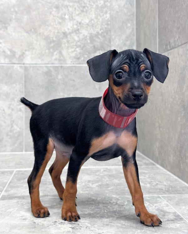 Miniature Pinscher-DOG-Male-Black / Tan-10122-Petland Fort Walton Beach, FL