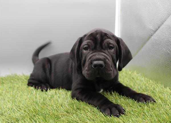 Mini Hippo-DOG-Male-Black-10123-Petland Fort Walton Beach, FL