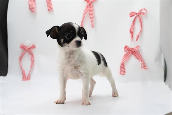 Chihuahua-DOG-Female-Black Tan / White-10124-Petland Fort Walton Beach, FL