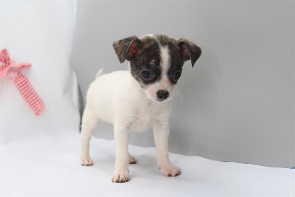 Chihuahua-DOG-Female-White / Brindle-10125-Petland Fort Walton Beach, FL
