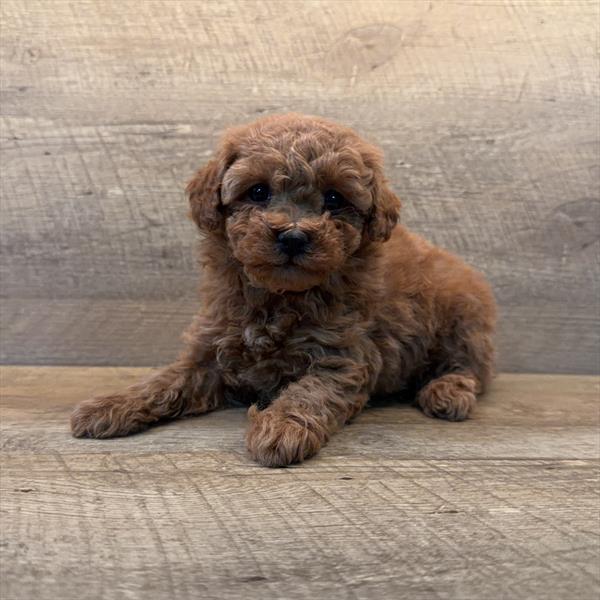 Poodle-DOG-Female-Red-10134-Petland Fort Walton Beach, FL