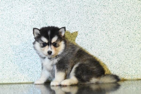 Pomsky-DOG-Female-Gray / White-10133-Petland Fort Walton Beach, FL