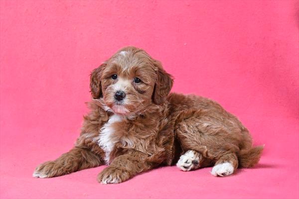 Goldendoodle Mini 2nd Gen-DOG-Female-Red-10136-Petland Fort Walton Beach, FL