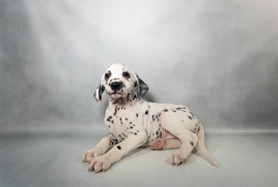 Dalmatian-DOG-Male-White and Black-10138-Petland Fort Walton Beach, FL