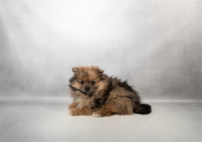 Pomeranian-DOG-Female-Red Merle-10139-Petland Fort Walton Beach, FL