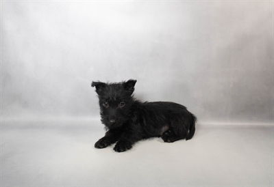 Scottish Terrier-DOG-Male-Black-10140-Petland Fort Walton Beach, FL