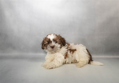 Shih Tzu-DOG-Male-Liver-10143-Petland Fort Walton Beach, FL