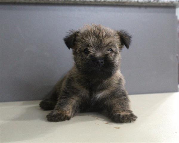 Cairn Terrier-DOG-Female-Wheaten-10149-Petland Fort Walton Beach, FL