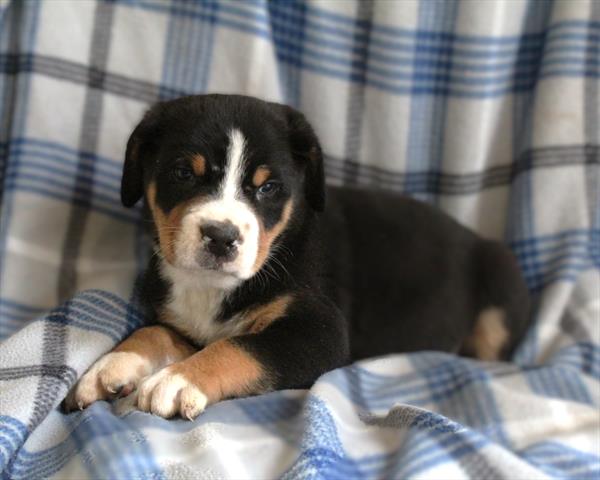 Greater Swiss Mountain Dog-DOG-Male-Black, White / Red-10151-Petland Fort Walton Beach, FL