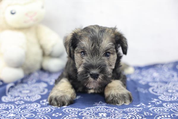Miniature Schnauzer-DOG-Male-Salt / Pepper-10166-Petland Fort Walton Beach, FL