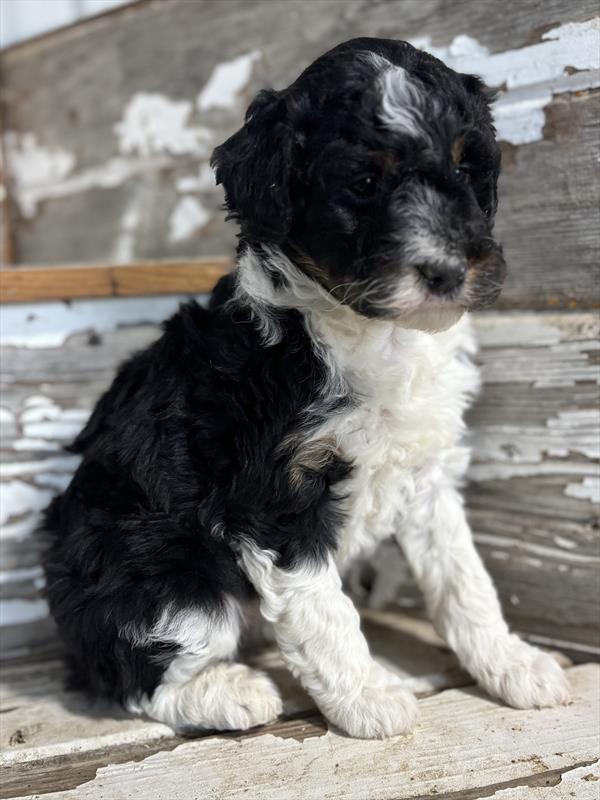 Mini Aussiedoodle-DOG-Female-Black-10170-Petland Fort Walton Beach, FL