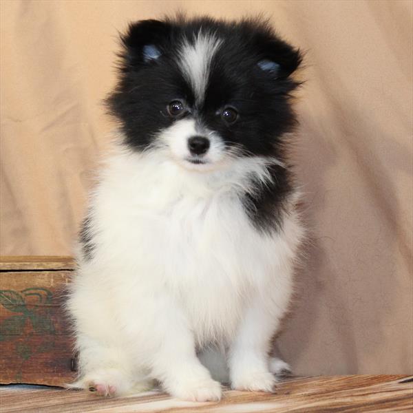 Pomeranian-DOG-Female-White / Black-10181-Petland Fort Walton Beach, FL