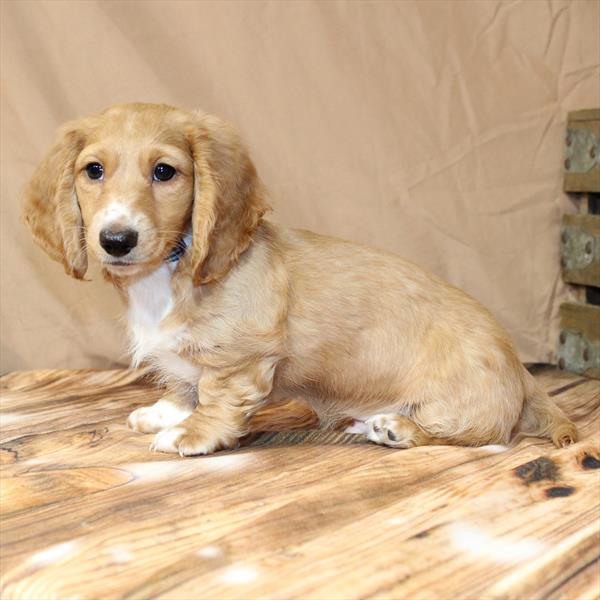 Dachshund-DOG-Male-Cream-10187-Petland Fort Walton Beach, FL