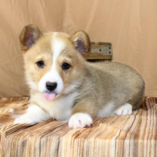 Pembroke Welsh Corgi-DOG-Male-Red Sable-10188-Petland Fort Walton Beach, FL